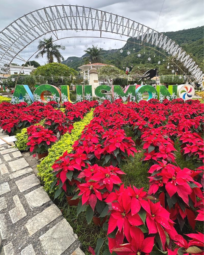 Flores de nochebuena (noche bunea) en Aquismón, México pueblo mágico