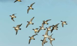 Altibajos para los patos reservorios