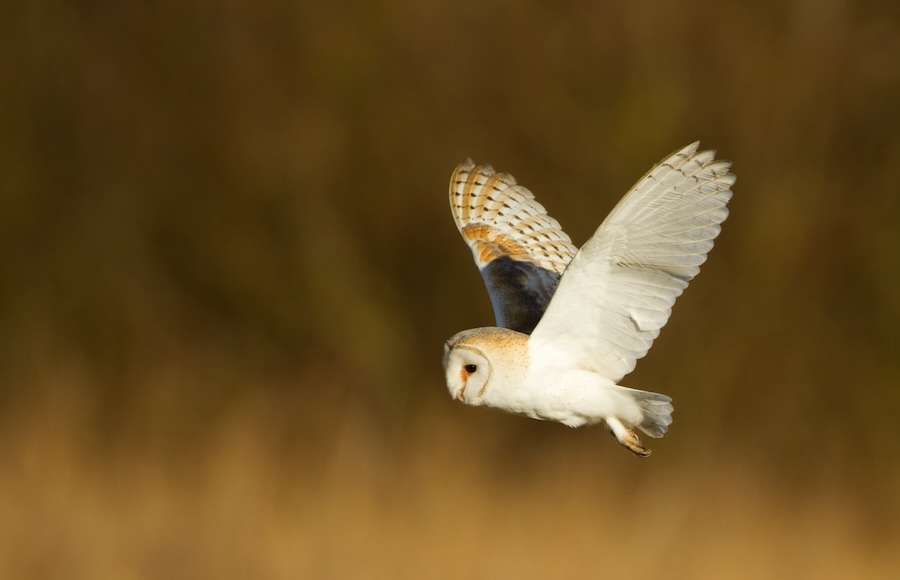 Nearly half a million people back wildlife on Britain’s future banknotes as final species are revealed