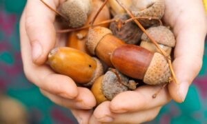 El antiguo superalimento rico en antioxidantes ignorado durante décadas está regresando a las dietas, pero solo si se cocina de esa manera