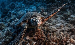 Es probable que El Niño en el Pacífico cambie la salinidad del Mar Rojo