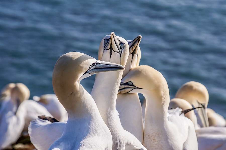 Jackdaw gas field approval raises huge climate and biodiversity concerns