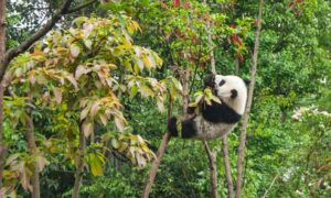 La diplomacia panda de China: cómo Beijing combina la conservación…