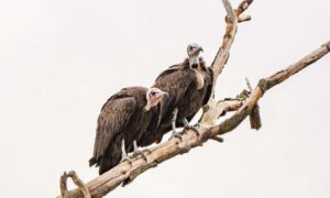 La primera pareja de buitres encapuchados del zoológico de Chester llega para impulsar críticamente…