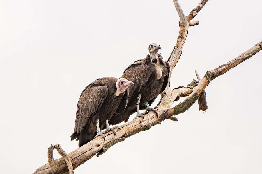 Chester Zoo