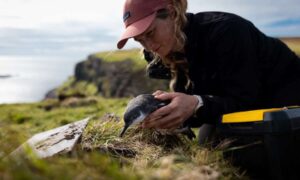 Las aves marinas observadoras de estrellas regresan a Canna en un importante proyecto de conservación