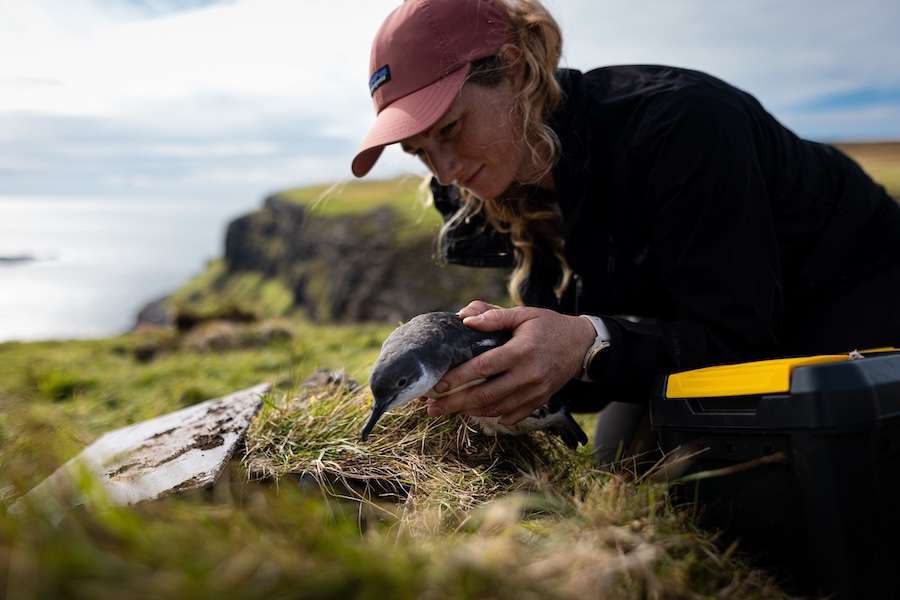 Stargazing seabirds return to Canna in major conservation project