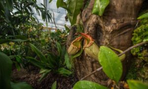Las orquídeas Drácula del zoológico de Chester reconocidas como una orquídea de importancia nacional…