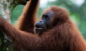 Las poblaciones de vida silvestre han disminuido un 73% desde 1970, pero muchas de…