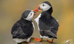 Los frailecillos británicos entre las aves marinas en riesgo por el clima…