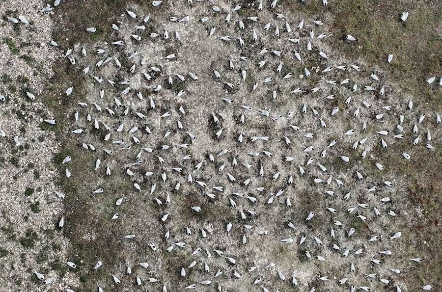 Record tern around for seabirds on Solent RSPB nature reserves