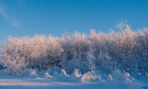Todavía se está desarrollando un episodio de El Niño sin precedentes, que probablemente traerá…