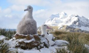 Un nuevo análisis estima que hay miles de albatros en peligro de extinción…