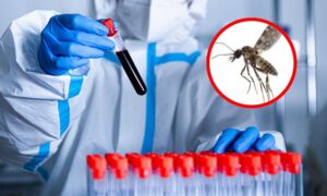 Virus Shamonda, tras la primera infección humana el Ministerio de Salud refuerza la vigilancia en Italia: lo que prevé la circular